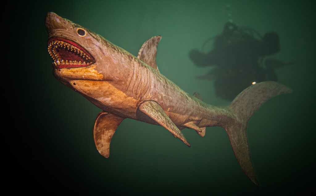 Kurs Nurkowania Nocnego i w Ograniczonej Widoczności. SSI Night & Limited Visibility. Centrum Nurkowe Aquanautic. Zielona Góra.