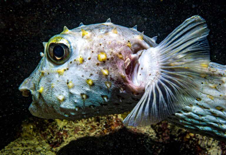 Kurs Fotografii Podwodnej - SSI Photo & Video. Centrum Nurkowe Aquanautic, Zielona Góra