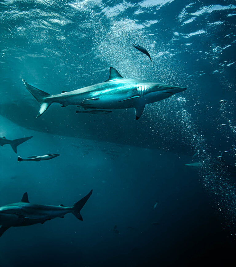 Rekin sforotgrafowany przez Centrum Nurkowe Aquanautic.