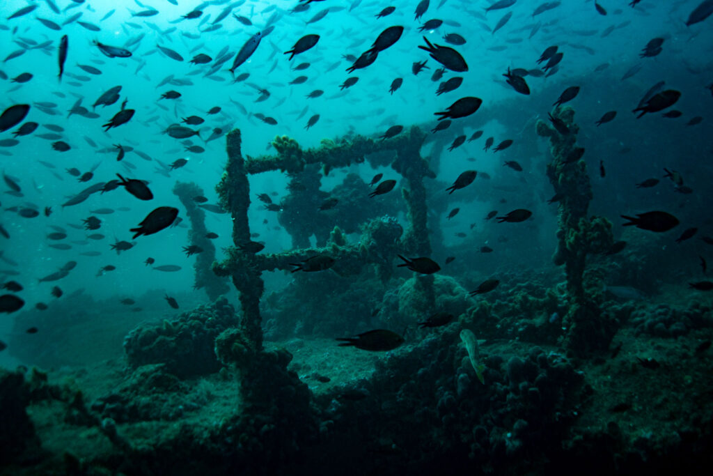 nurkowanie w chorwacji - Aquanautic