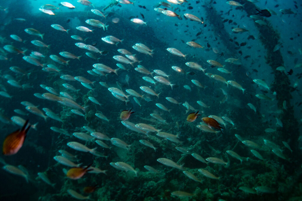 nurkowanie w chorwacji - Aquanautic