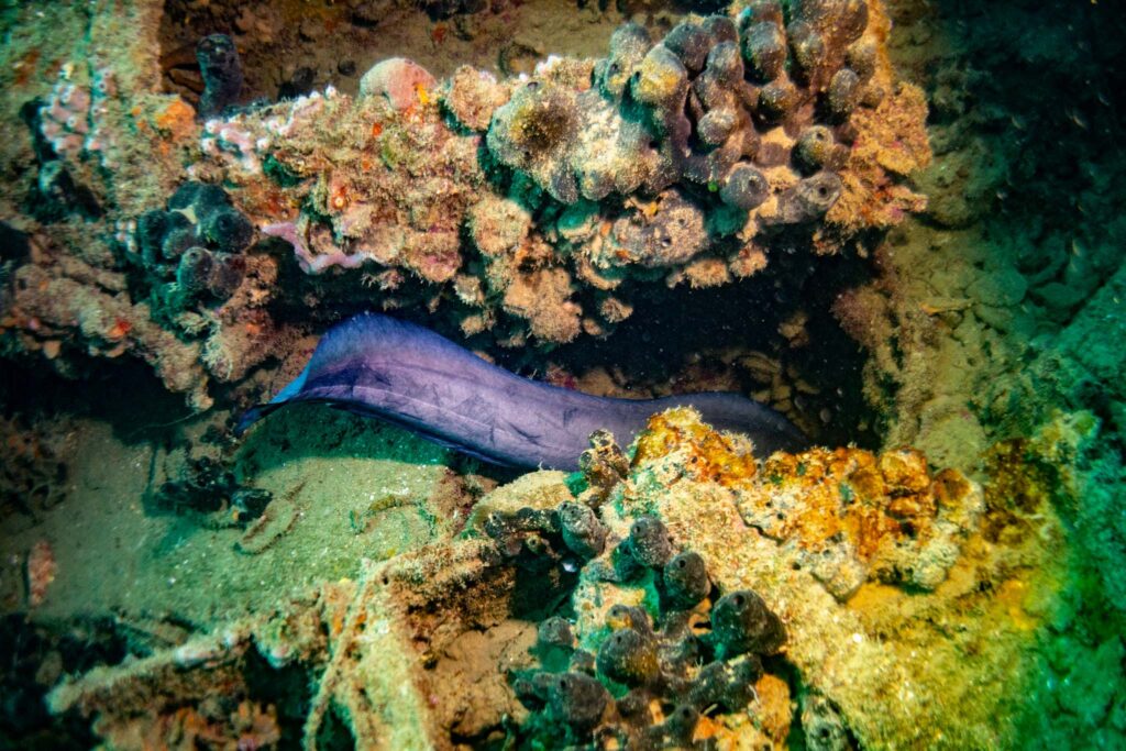 nurkowanie w chorwacji - Aquanautic