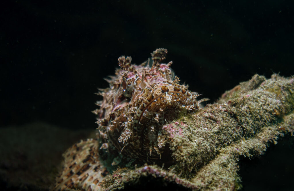 nurkowanie w chorwacji - Aquanautic