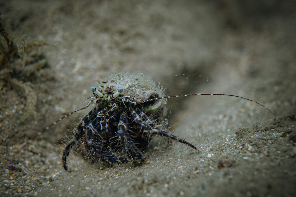 nurkowanie w chorwacji - Aquanautic