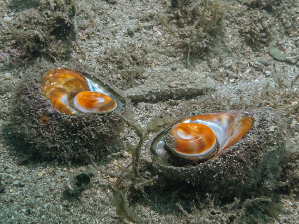 nurkowanie w chorwacji - Aquanautic