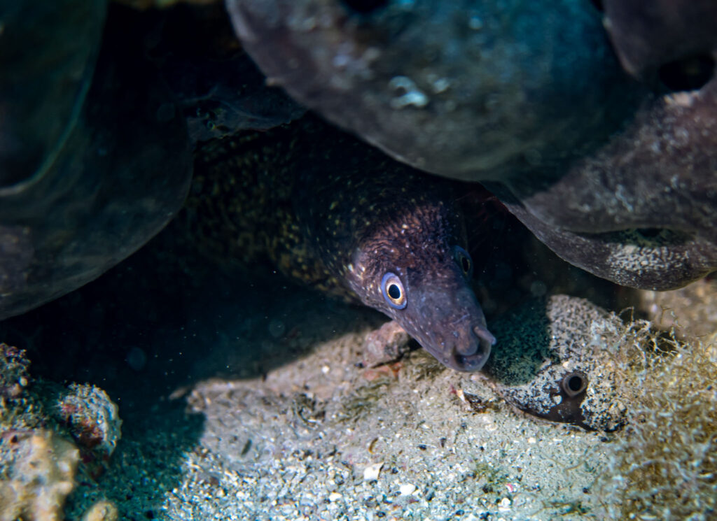 nurkowanie w chorwacji - Aquanautic