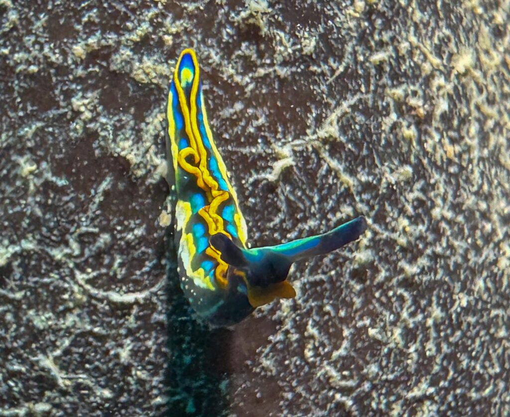 nurkowanie w chorwacji - Aquanautic