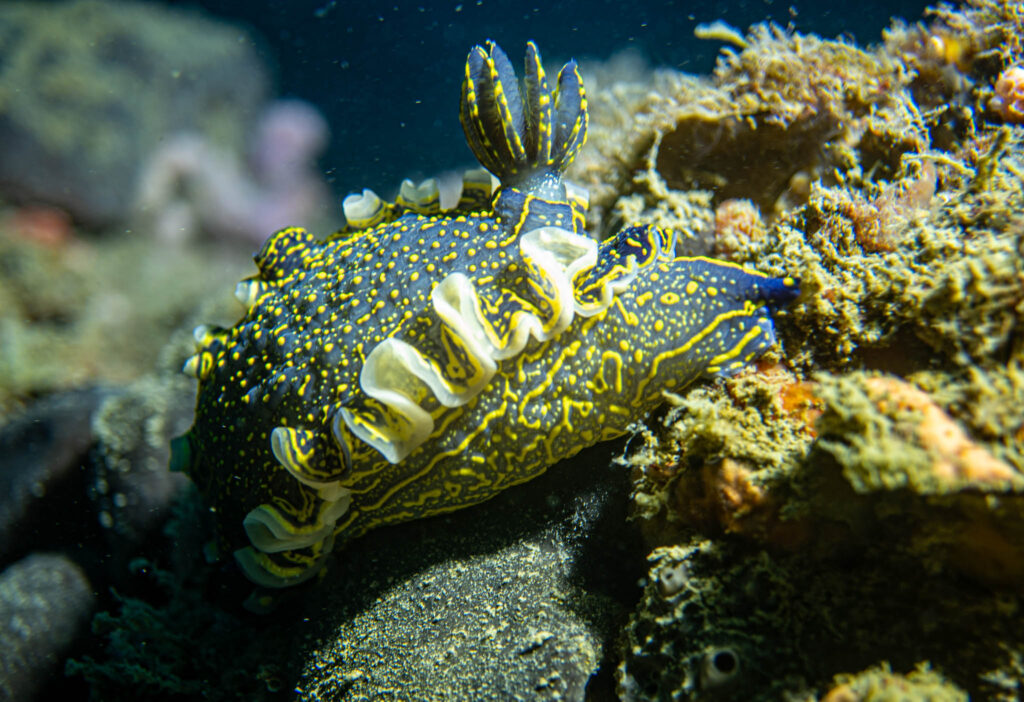 nurkowanie w chorwacji - Aquanautic