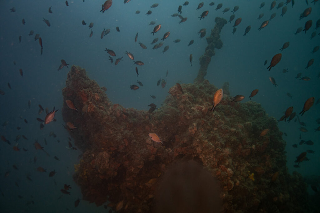 nurkowanie w chorwacji - Aquanautic