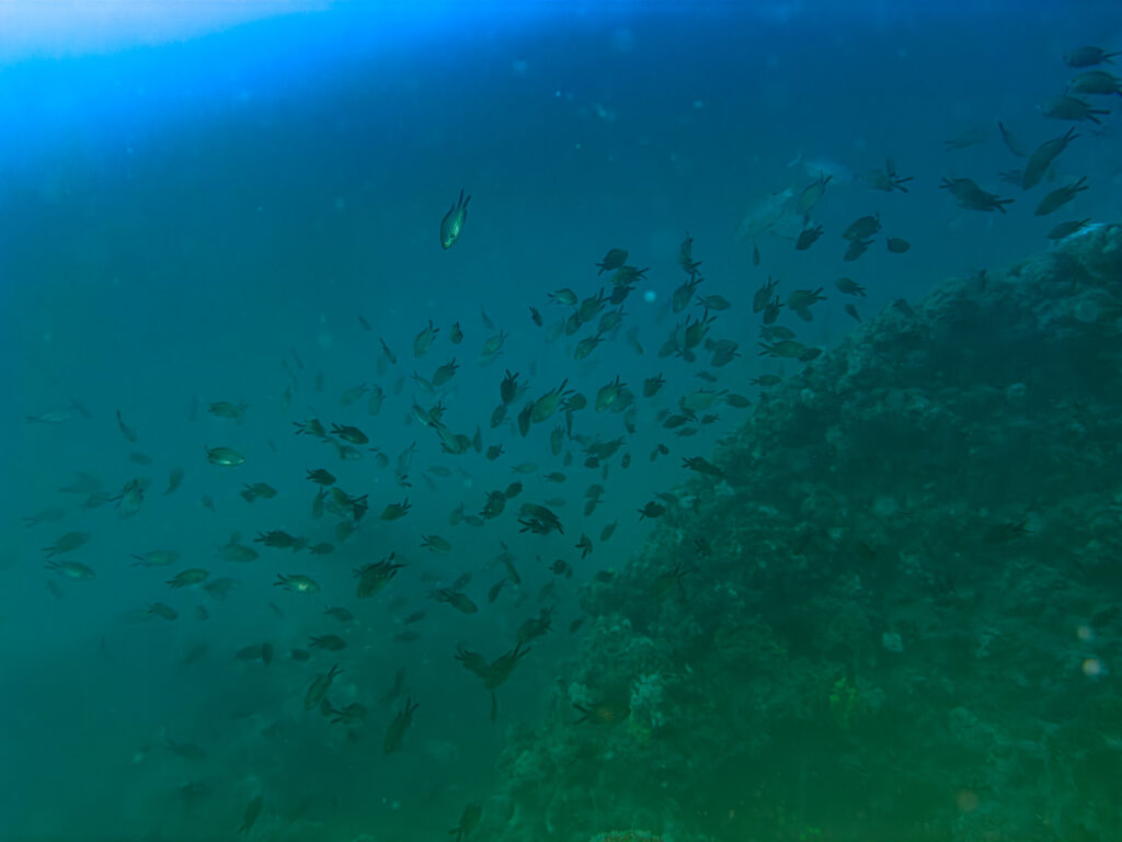 nurkowanie w chorwacji - Aquanautic