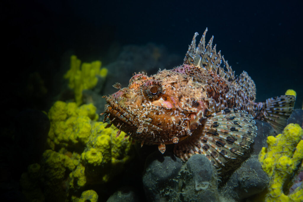 nurkowanie w chorwacji - Aquanautic