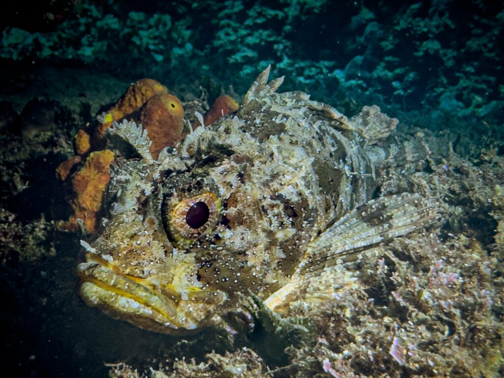 nurkowanie w chorwacji - Aquanautic