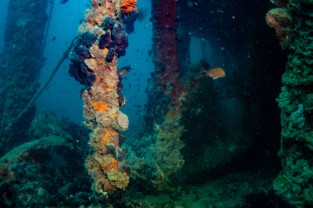 nurkowanie w chorwacji - Aquanautic