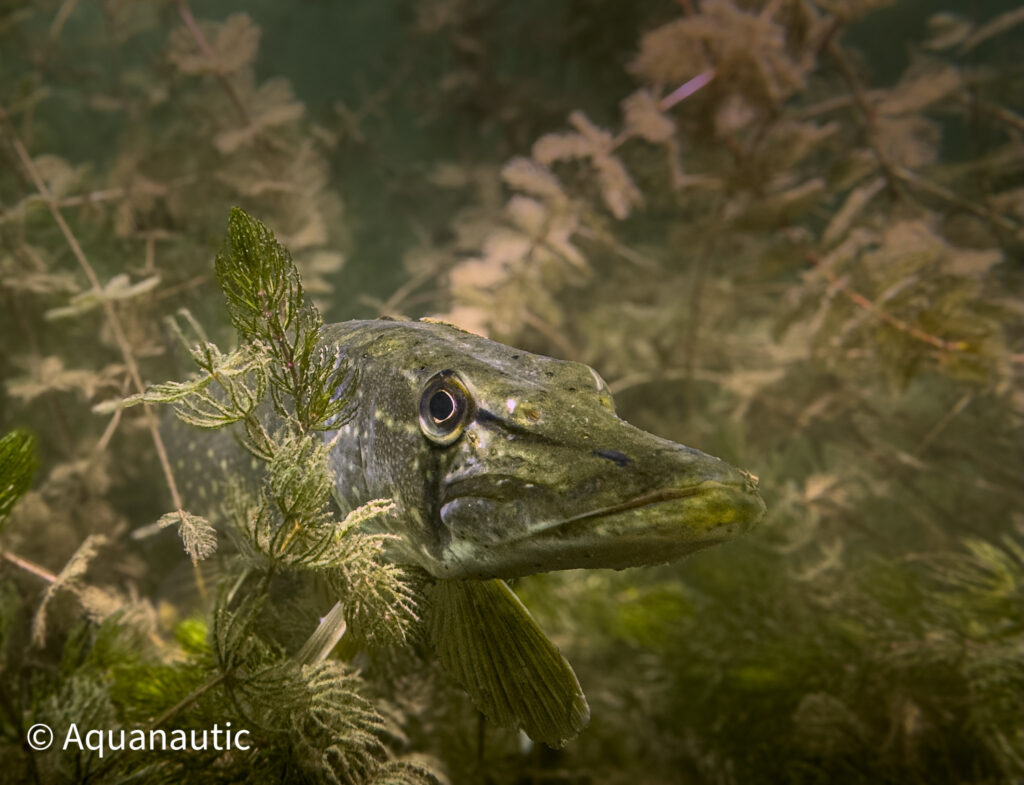 Jezioro Głębokie - nurkowanie z Centrum Aquanautic