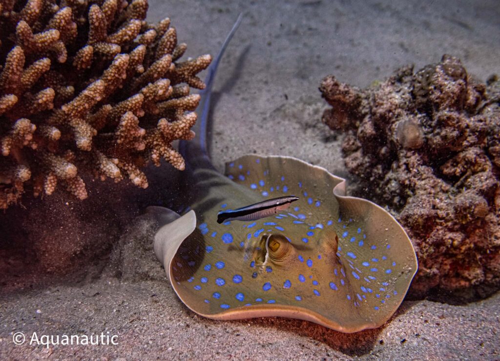 nurkowanie w Egipcie - Aquanautic