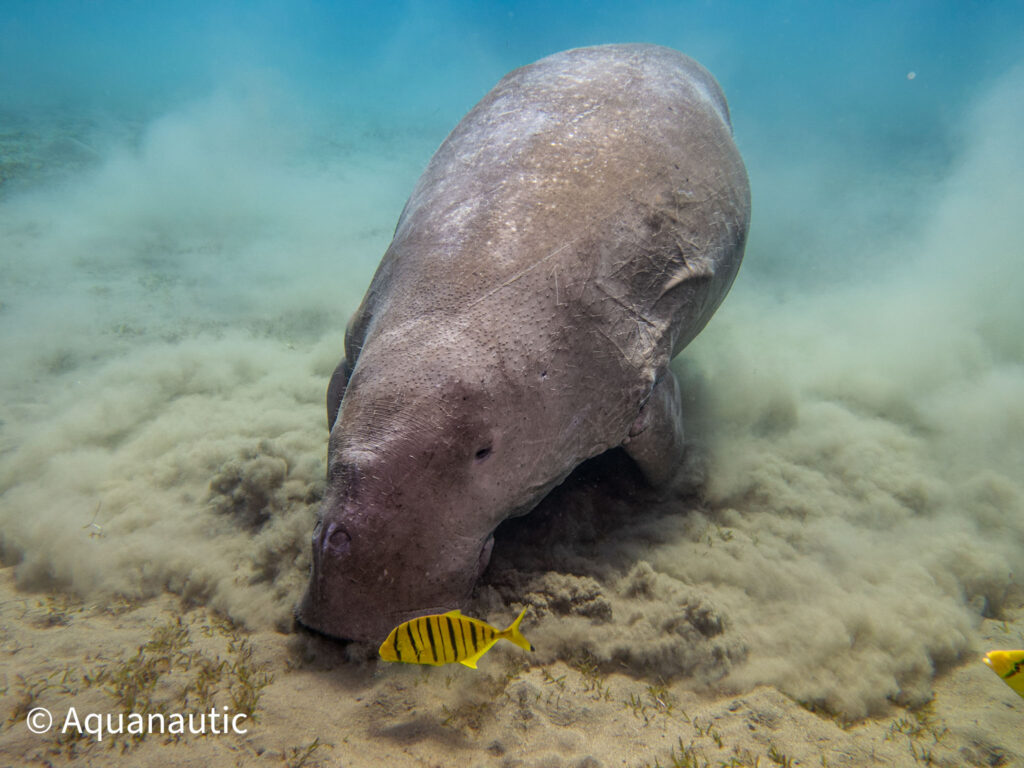 nurkowanie w Egipcie - Aquanautic
