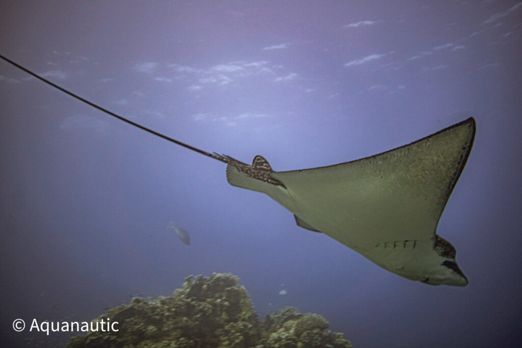 nurkowanie w Egipcie - Aquanautic