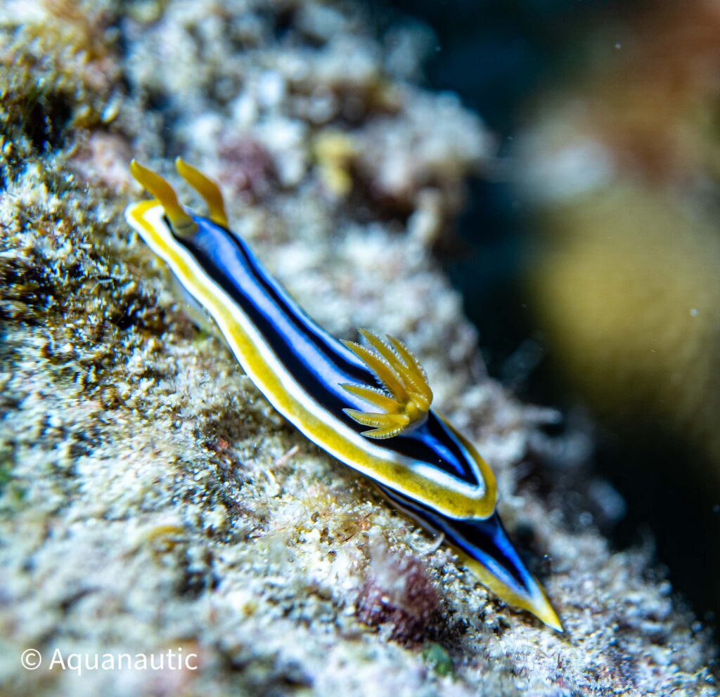 nurkowanie w Egipcie - Aquanautic