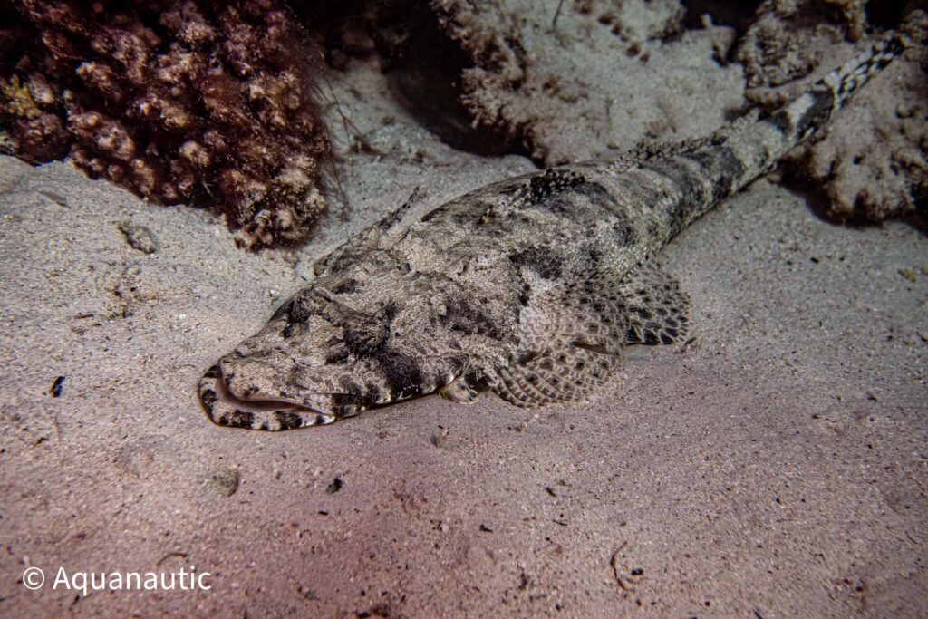 nurkowanie w Egipcie - Aquanautic