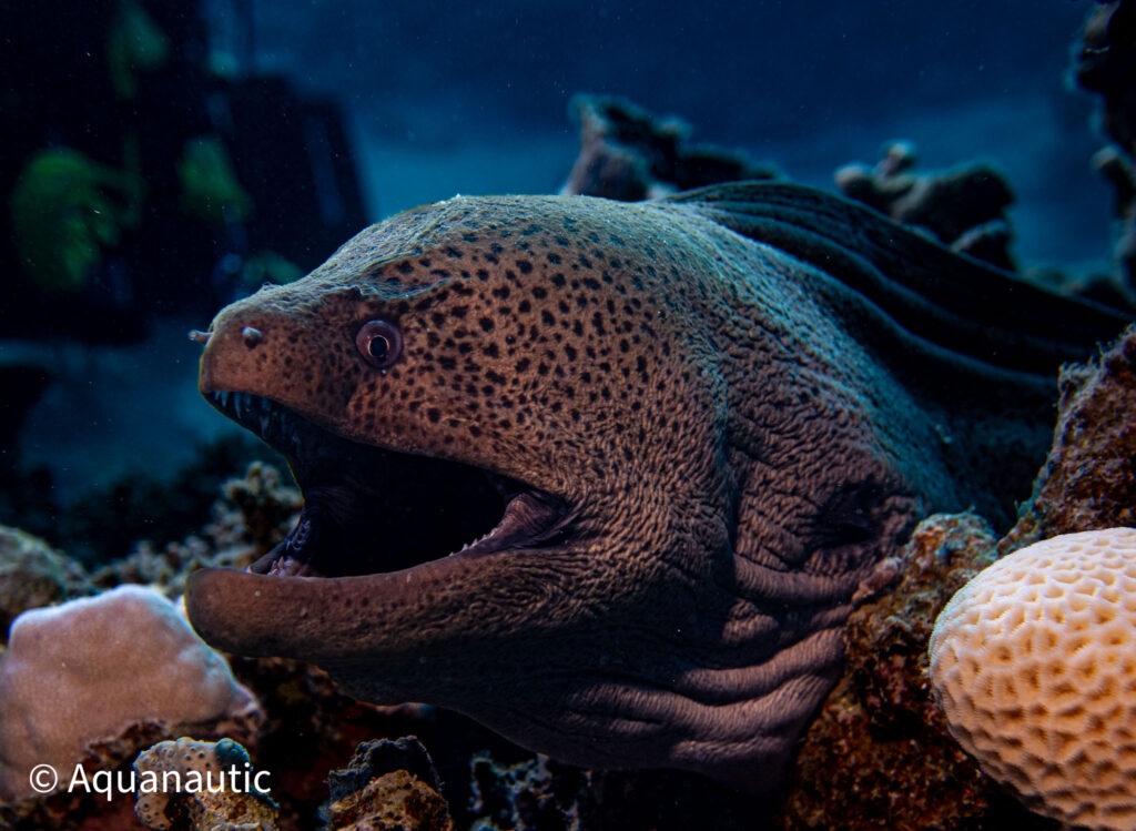 nurkowanie w Egipcie - Aquanautic