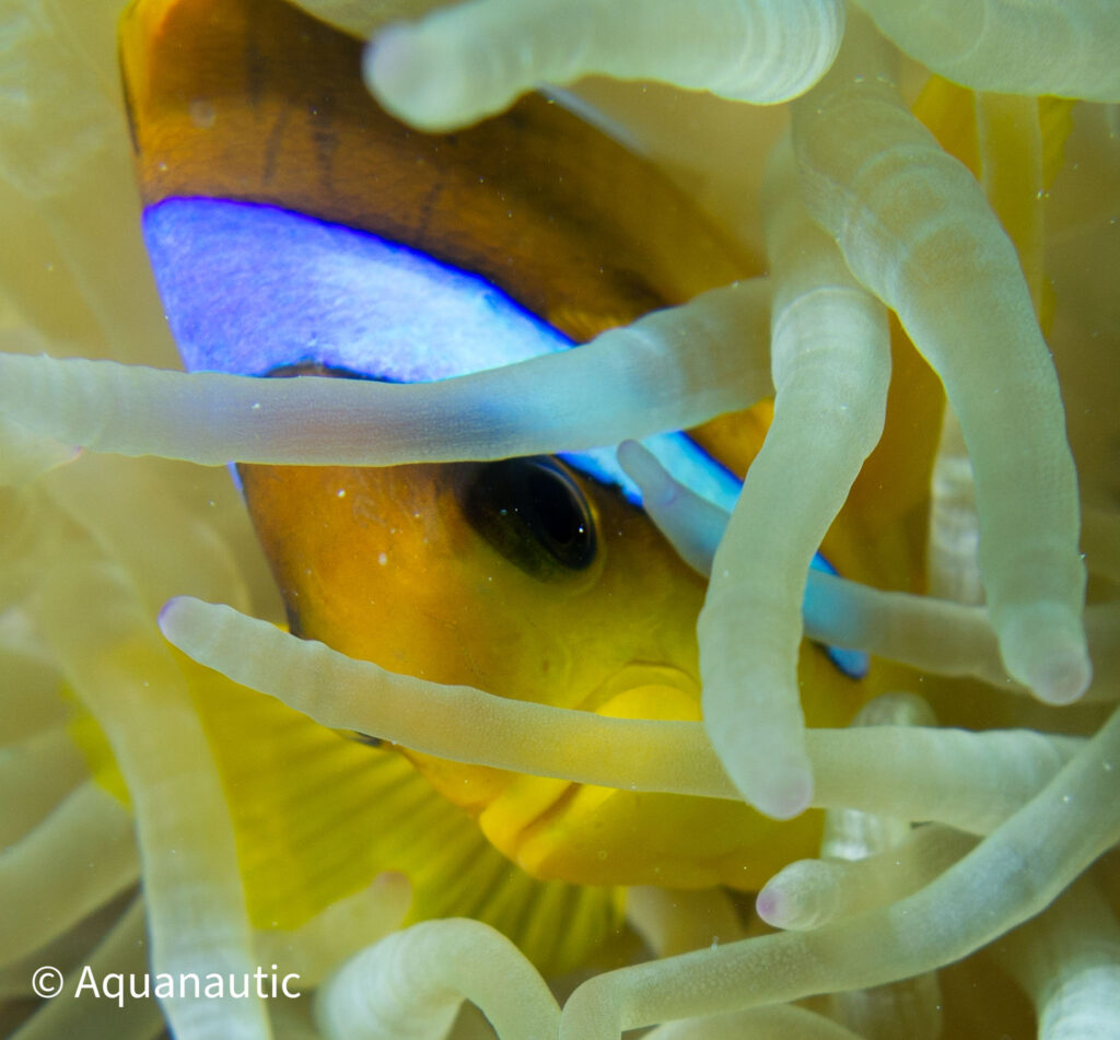 nurkowanie w Egipcie - Aquanautic