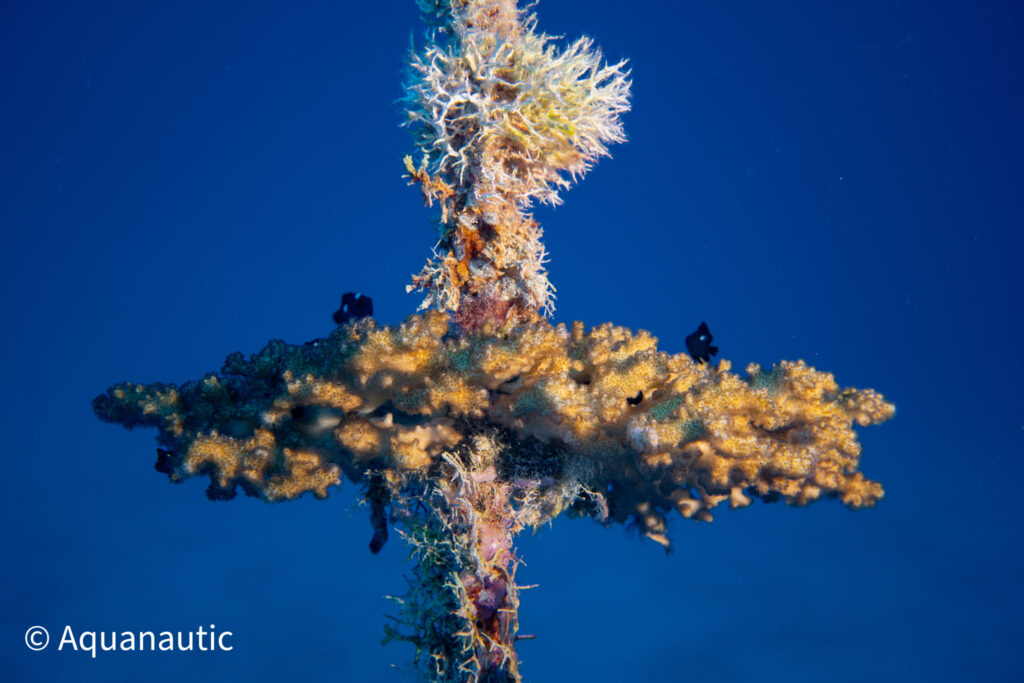 nurkowanie w Egipcie - Aquanautic