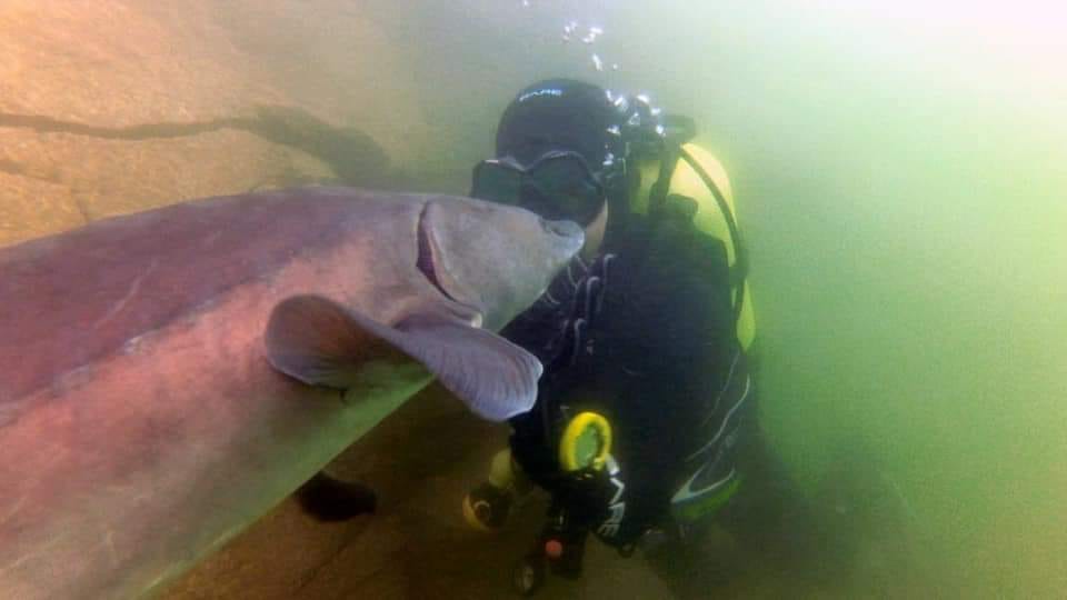 Kamieniołom Sparmann, jesiotry