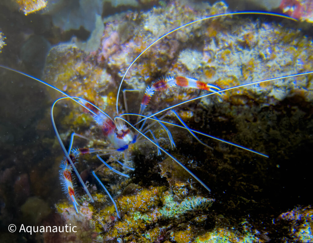 nurkowanie w Egipcie,Dahab - Aquanautic