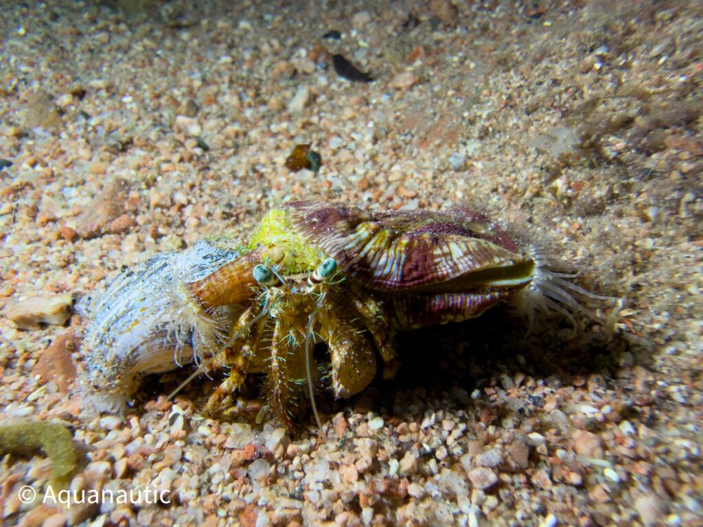 nurkowanie w Egipcie,Dahab - Aquanautic