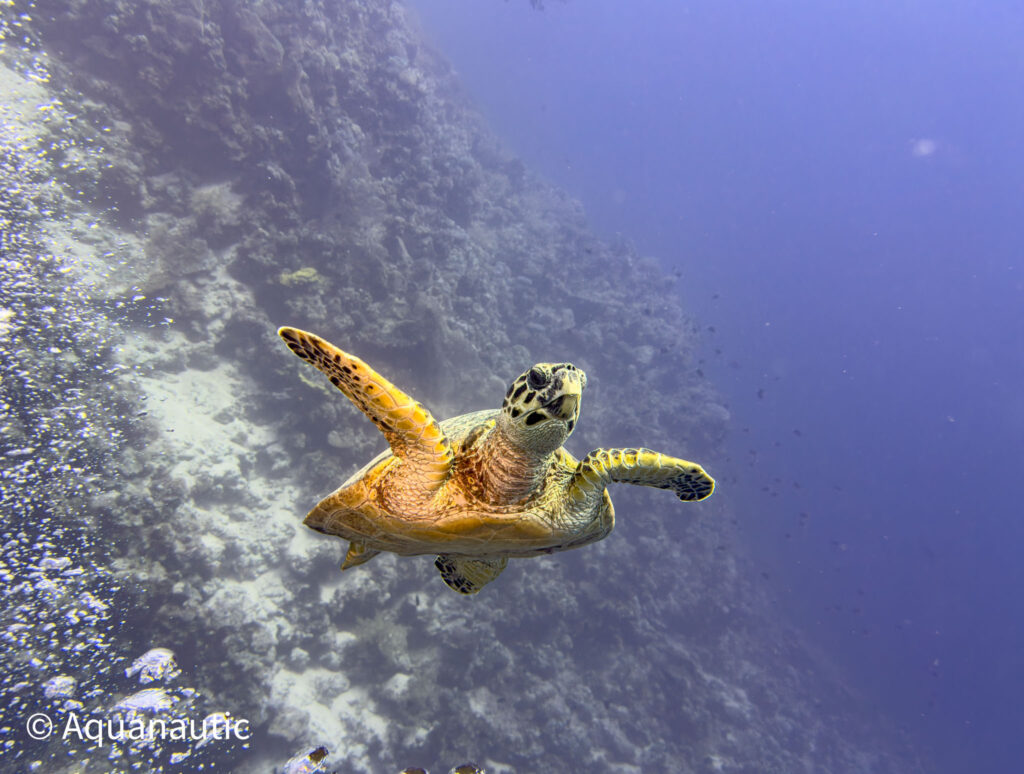nurkowanie w Egipcie,Dahab - Aquanautic