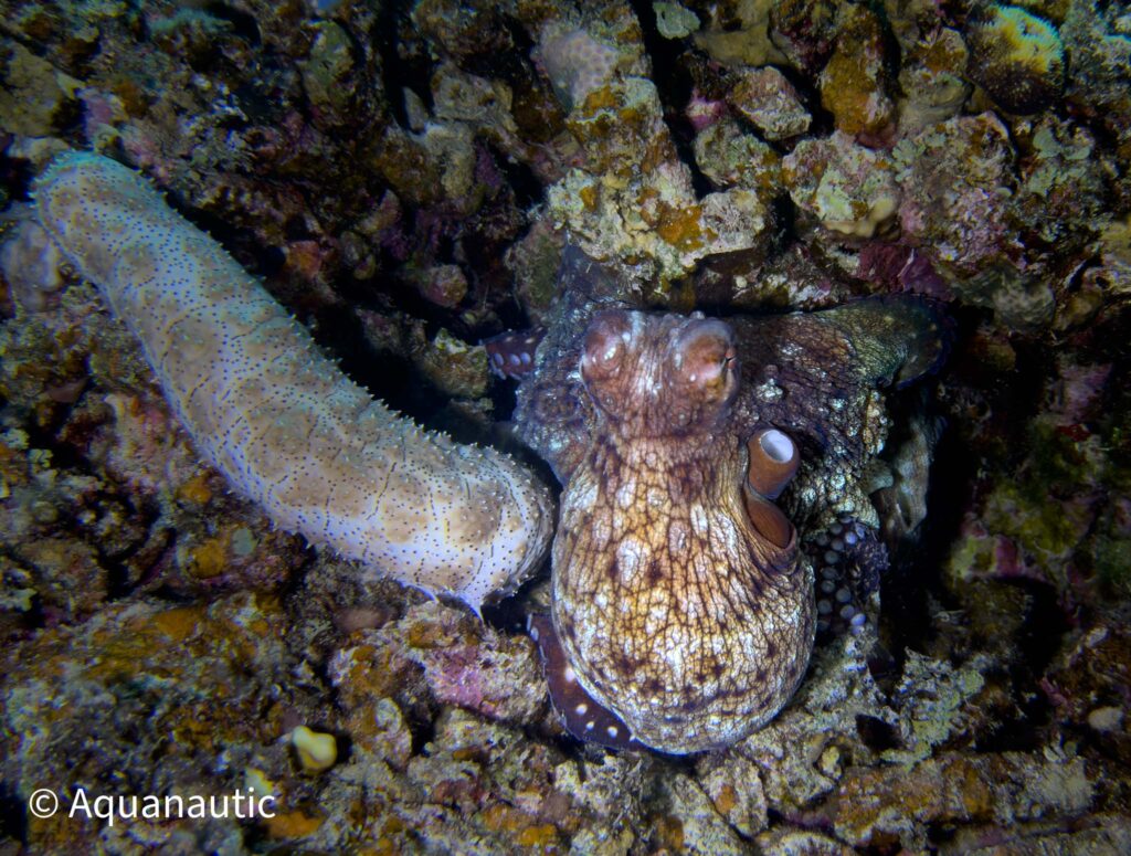 nurkowanie w Egipcie,Dahab - Aquanautic