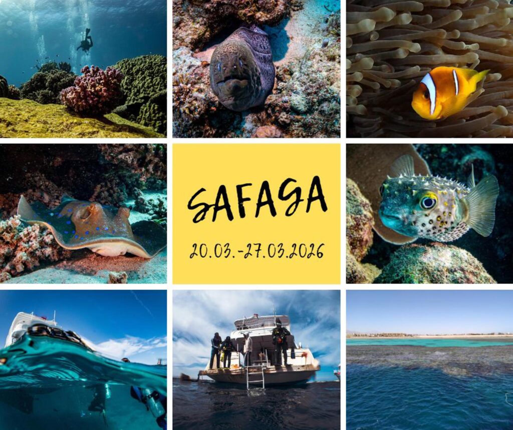 Nurkowanie w Egipcie. SAFAGA mini-safari