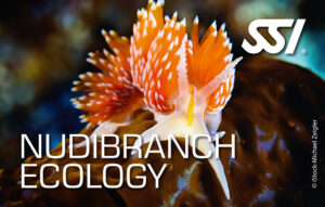 Ślimaki morskie - kurs on-line SSI Nudibranch Ecology - Ekologia Ślimaków Nagoskrzelnych z centrum nurkowym Aquanautic w Zielonej Górze