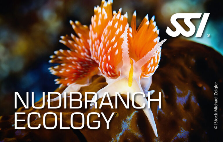 Ślimaki morskie - kurs on-line SSI Nudibranch Ecology - Ekologia Ślimaków Nagoskrzelnych z centrum nurkowym Aquanautic w Zielonej Górze