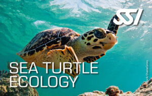 Żółwie morskie - kurs on-line SSI Sea Turtle Ecology - Ekologia Żółwi Morskich z centrum nurkowym Aquanautic w Zielonej Górze