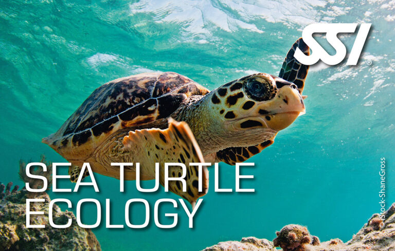 Żółwie morskie - kurs on-line SSI Sea Turtle Ecology - Ekologia Żółwi Morskich z centrum nurkowym Aquanautic w Zielonej Górze