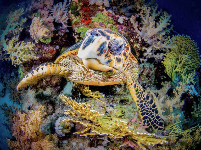 kursy nurkowe - Aquanautic