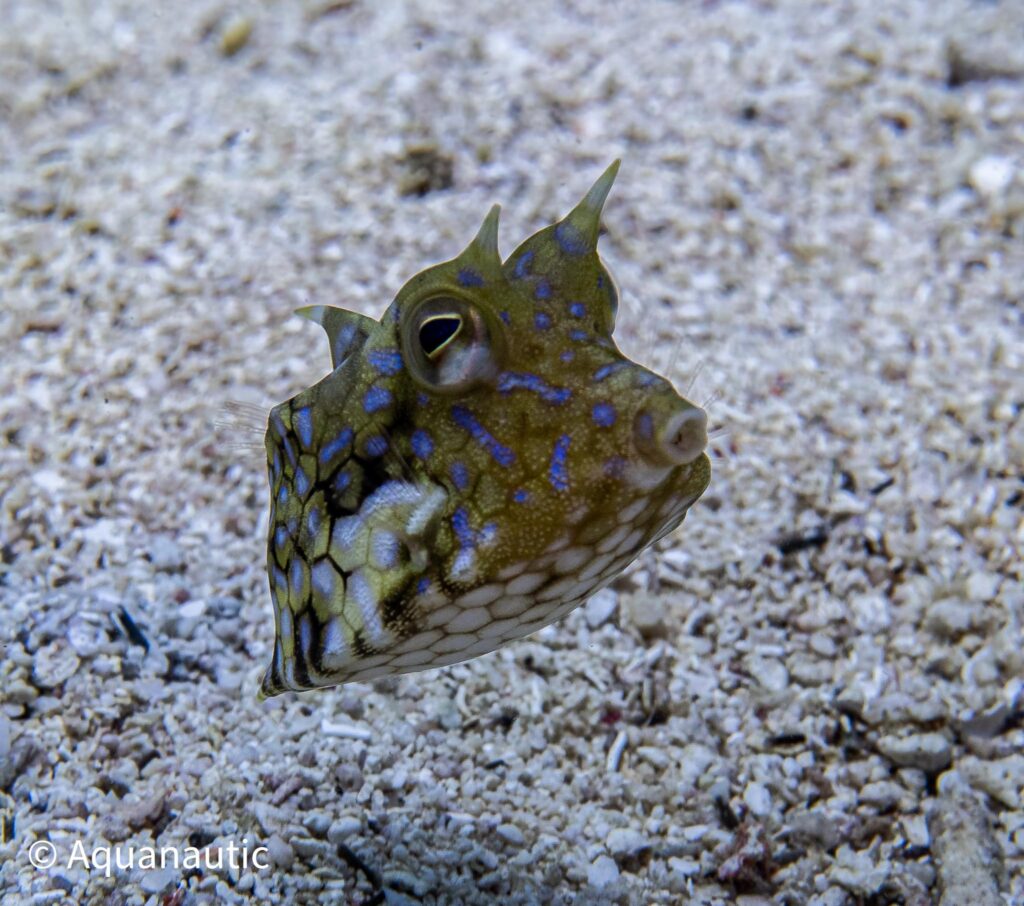 Filipiny,nurkowanie na filipinach - Aquanautic