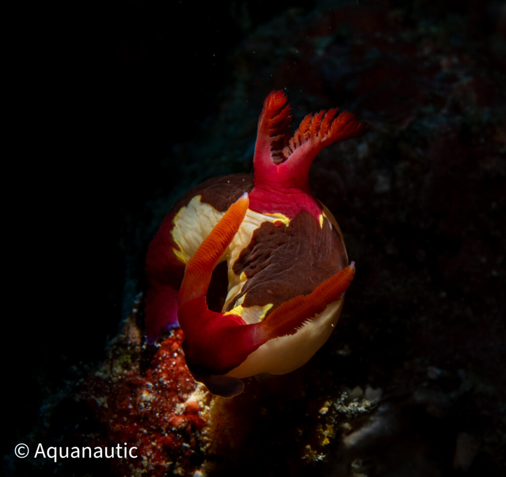Filipiny,nurkowanie na filipinach - Aquanautic