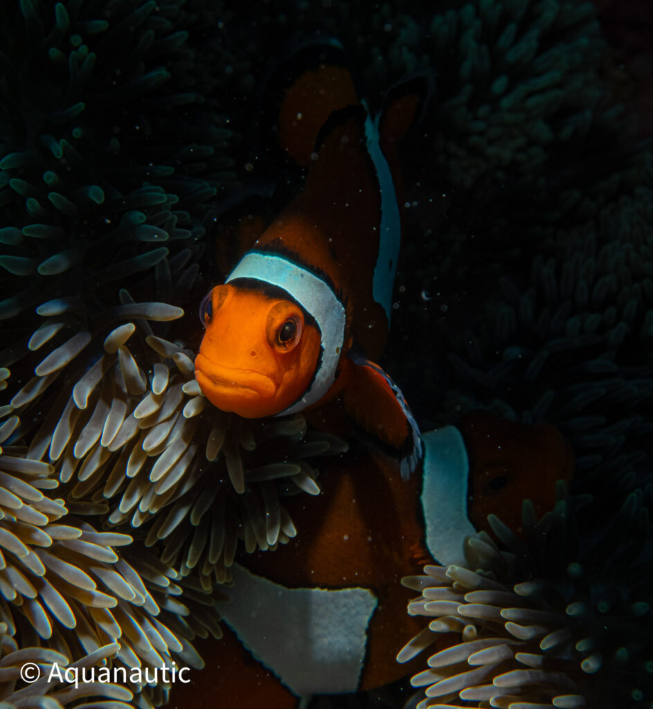 Filipiny,nurkowanie na filipinach - Aquanautic