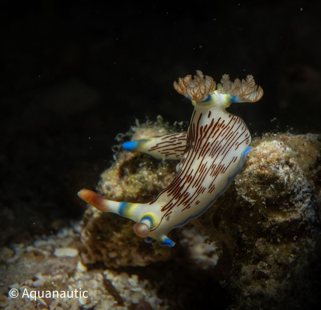 Filipiny,nurkowanie na filipinach - Aquanautic