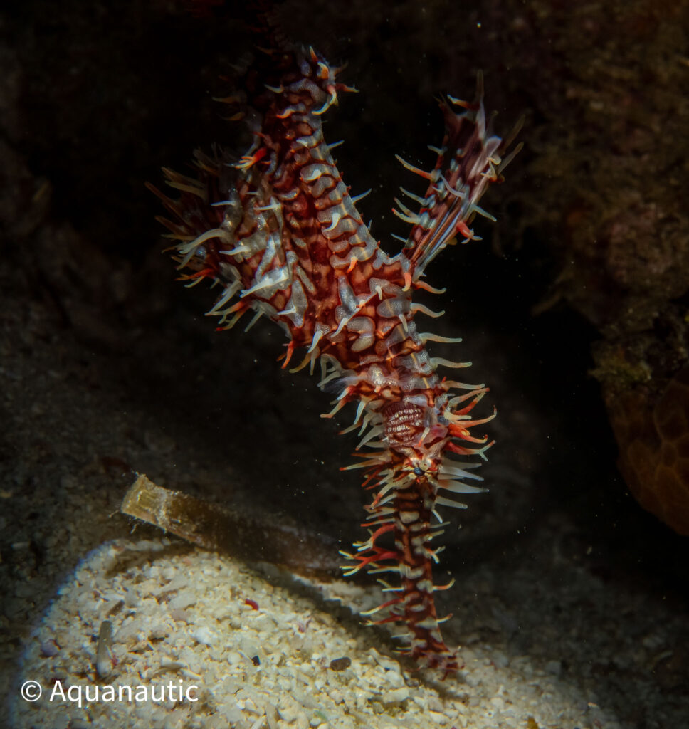 Filipiny,nurkowanie na filipinach - Aquanautic