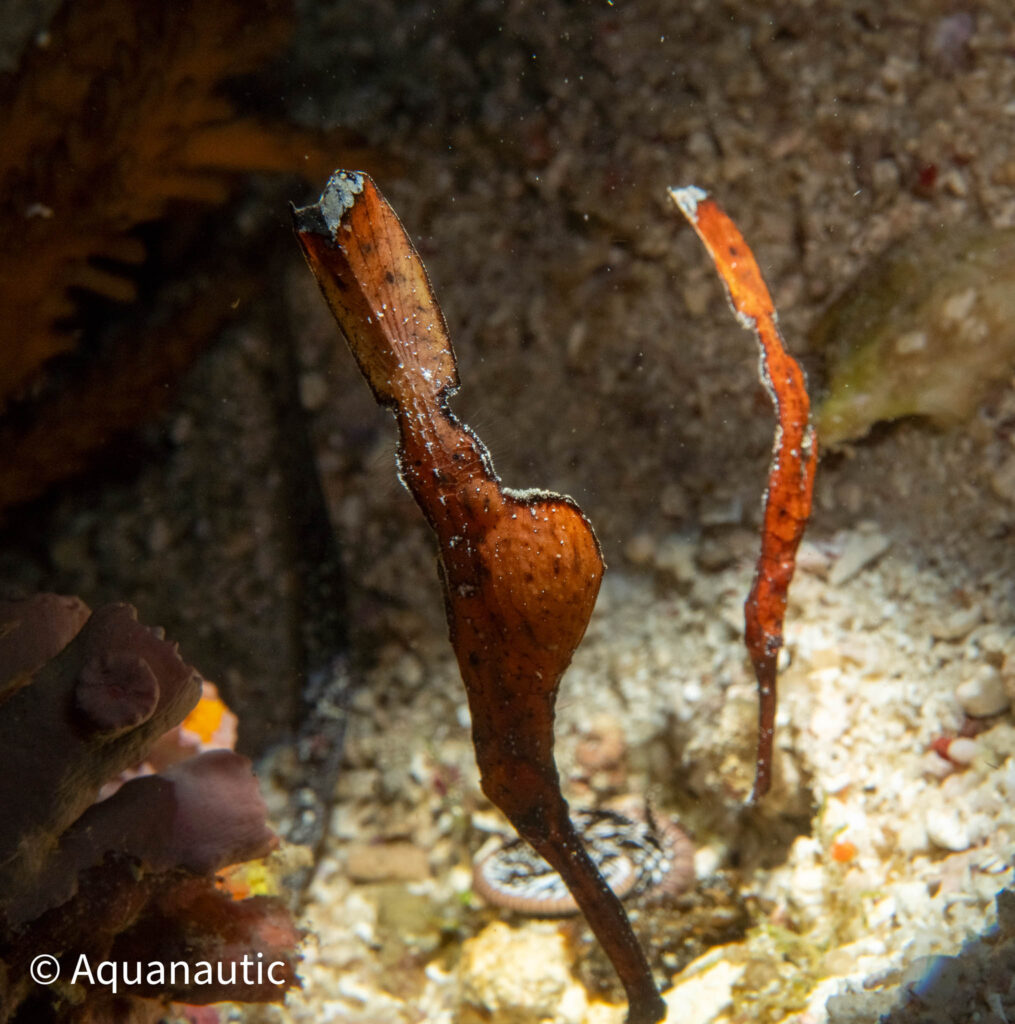 Filipiny,nurkowanie na filipinach - Aquanautic