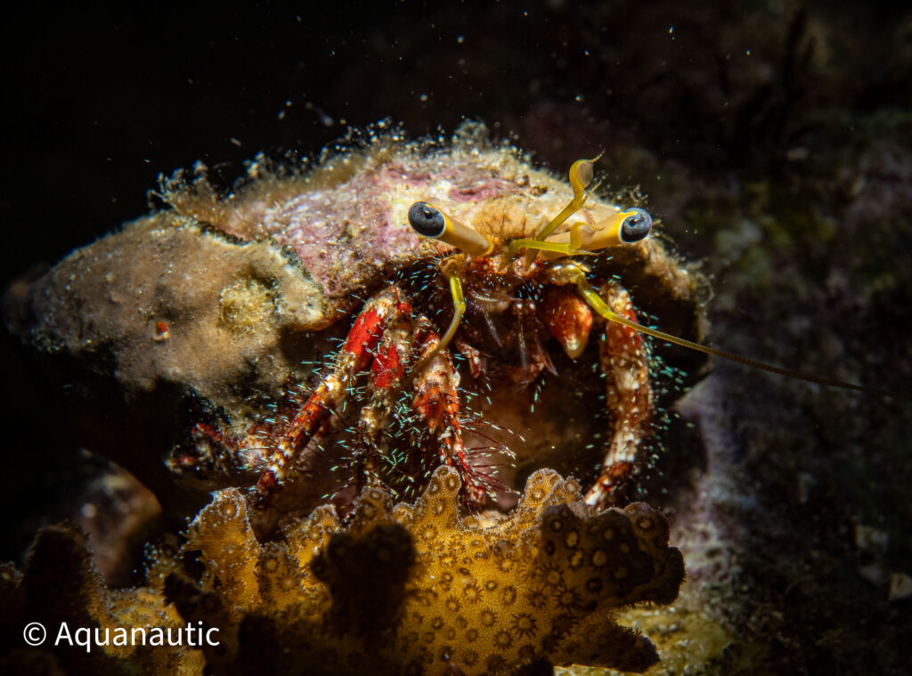 Filipiny,nurkowanie na filipinach - Aquanautic