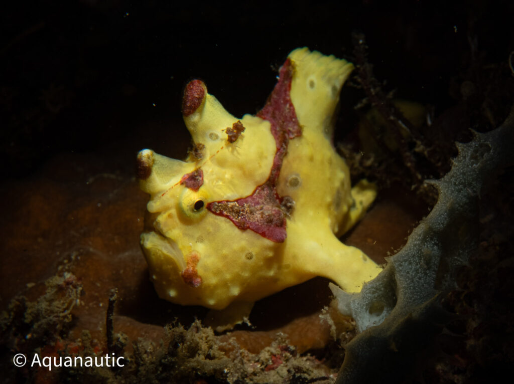 Filipiny,nurkowanie na filipinach - Aquanautic