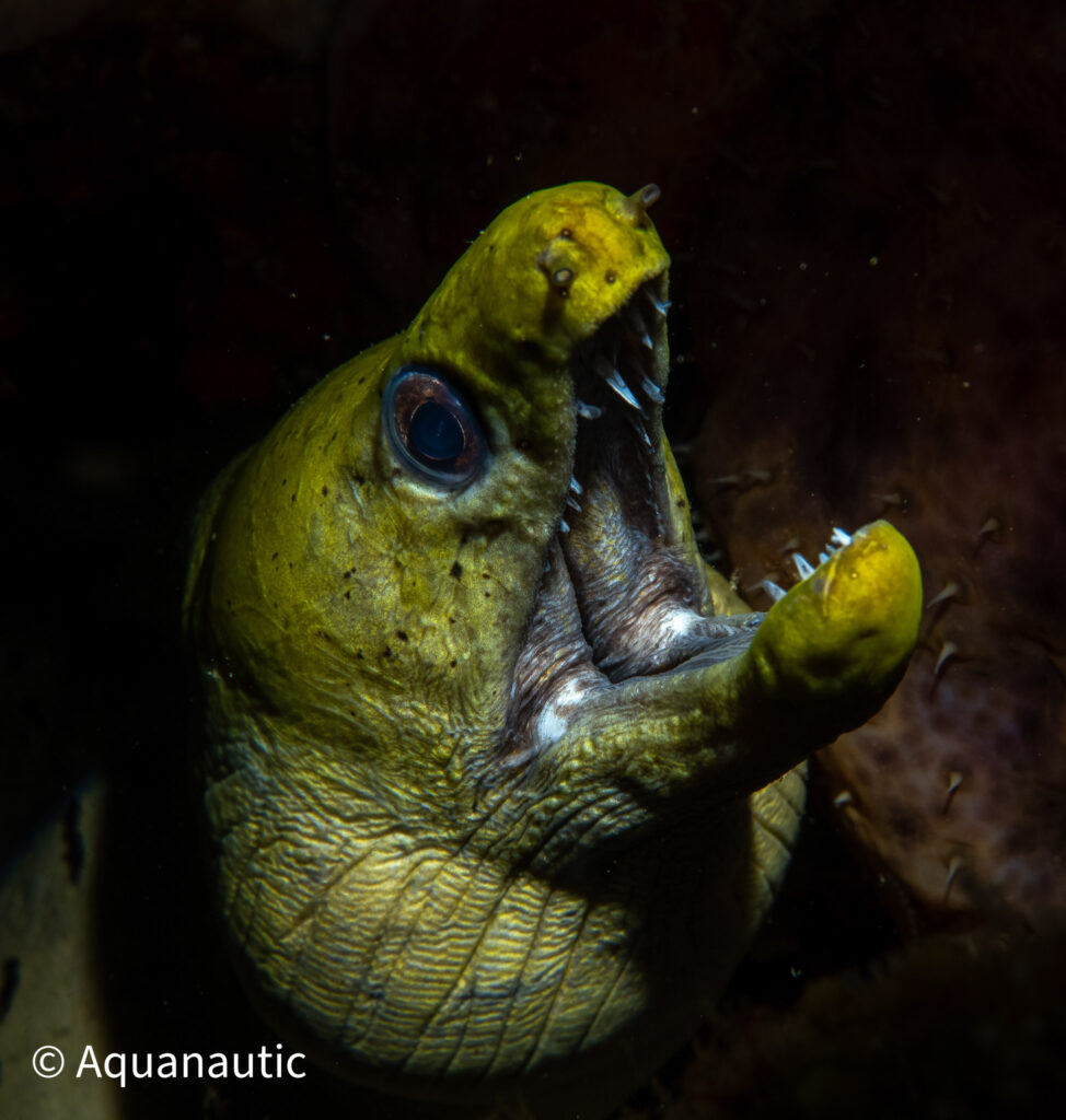 Filipiny,nurkowanie na filipinach - Aquanautic