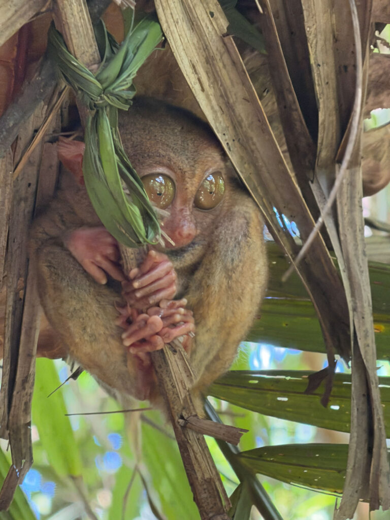 Filipiny,nurkowanie na filipinach - Aquanautic