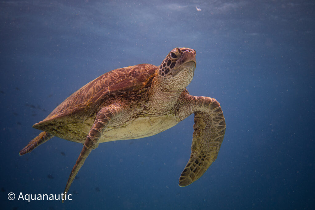 Filipiny,nurkowanie na filipinach - Aquanautic
