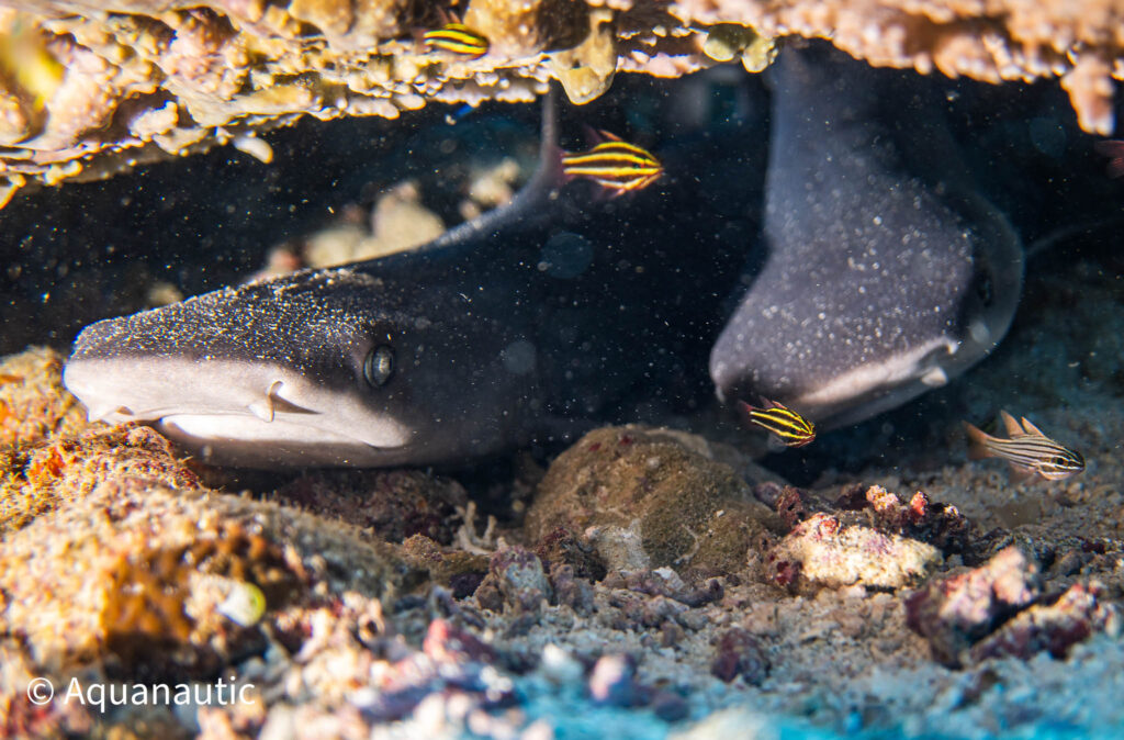 Filipiny,nurkowanie na filipinach - Aquanautic