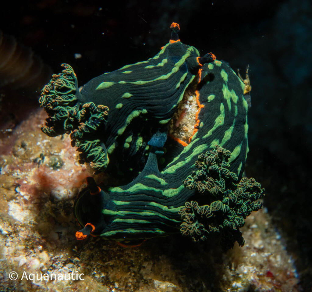 Filipiny,nurkowanie na filipinach - Aquanautic